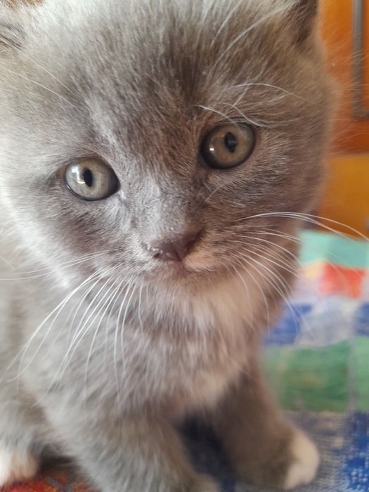Продам котиків  британци   прямовухі,породисті