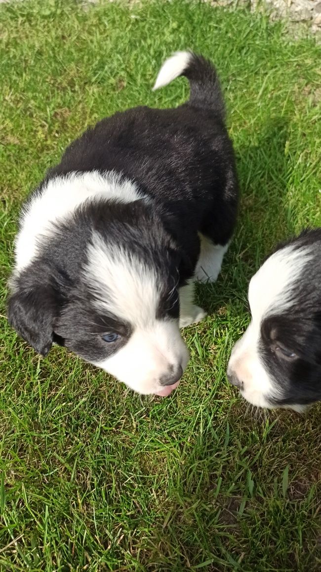 Border Collie Szeczniak