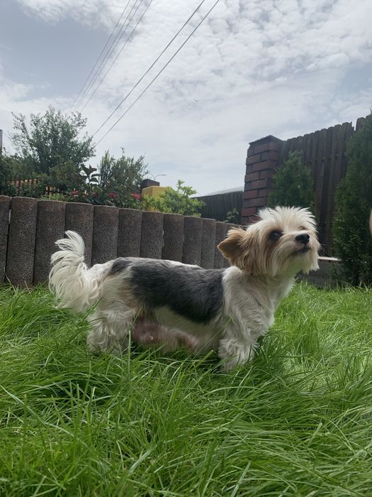 Samiec yorkshire terrier biewer