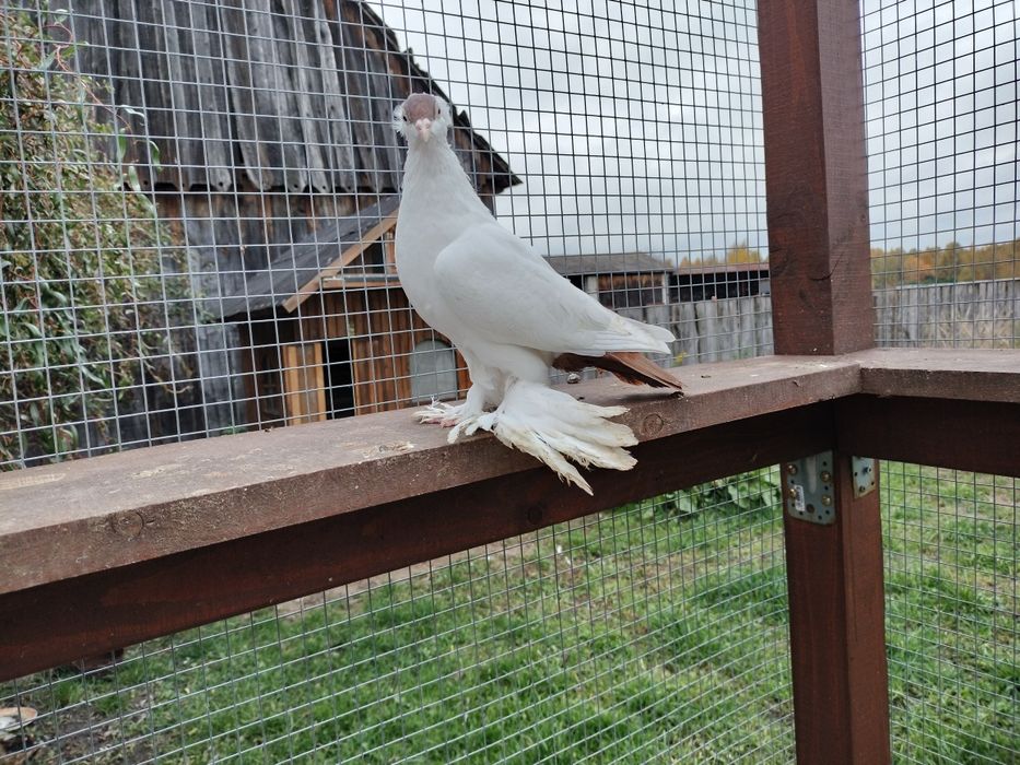 Gołębie ozdobne krymka polska
