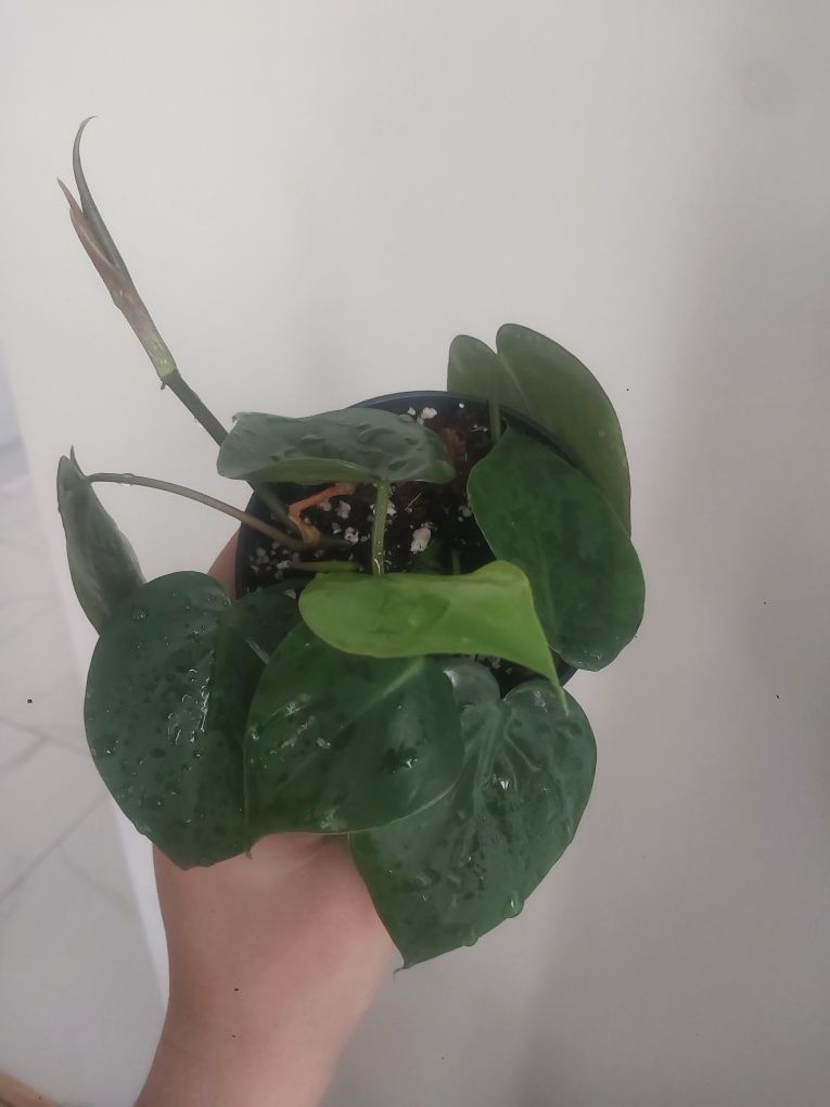 Philodendron hederaceum pnący