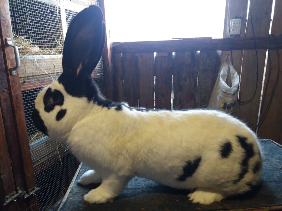 Немецко НПВ строкач продається