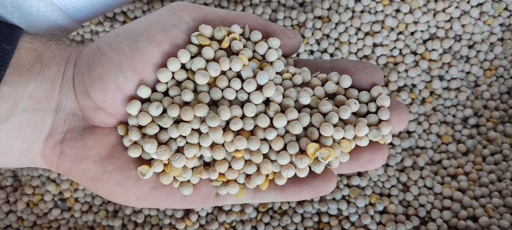 Groch batuta z 2025r