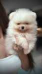 Szpic miniaturowy pomeranian FCI