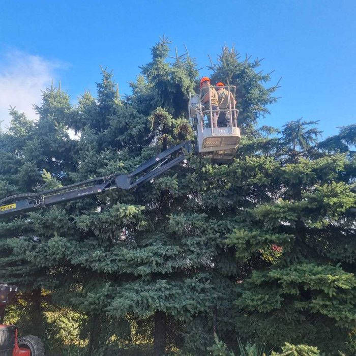 Wycinka drzew, pielęgnacja drzew, usługi mulczerem, sprzedaż drewna