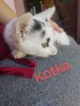 Oddam koty (kocur i kotka)