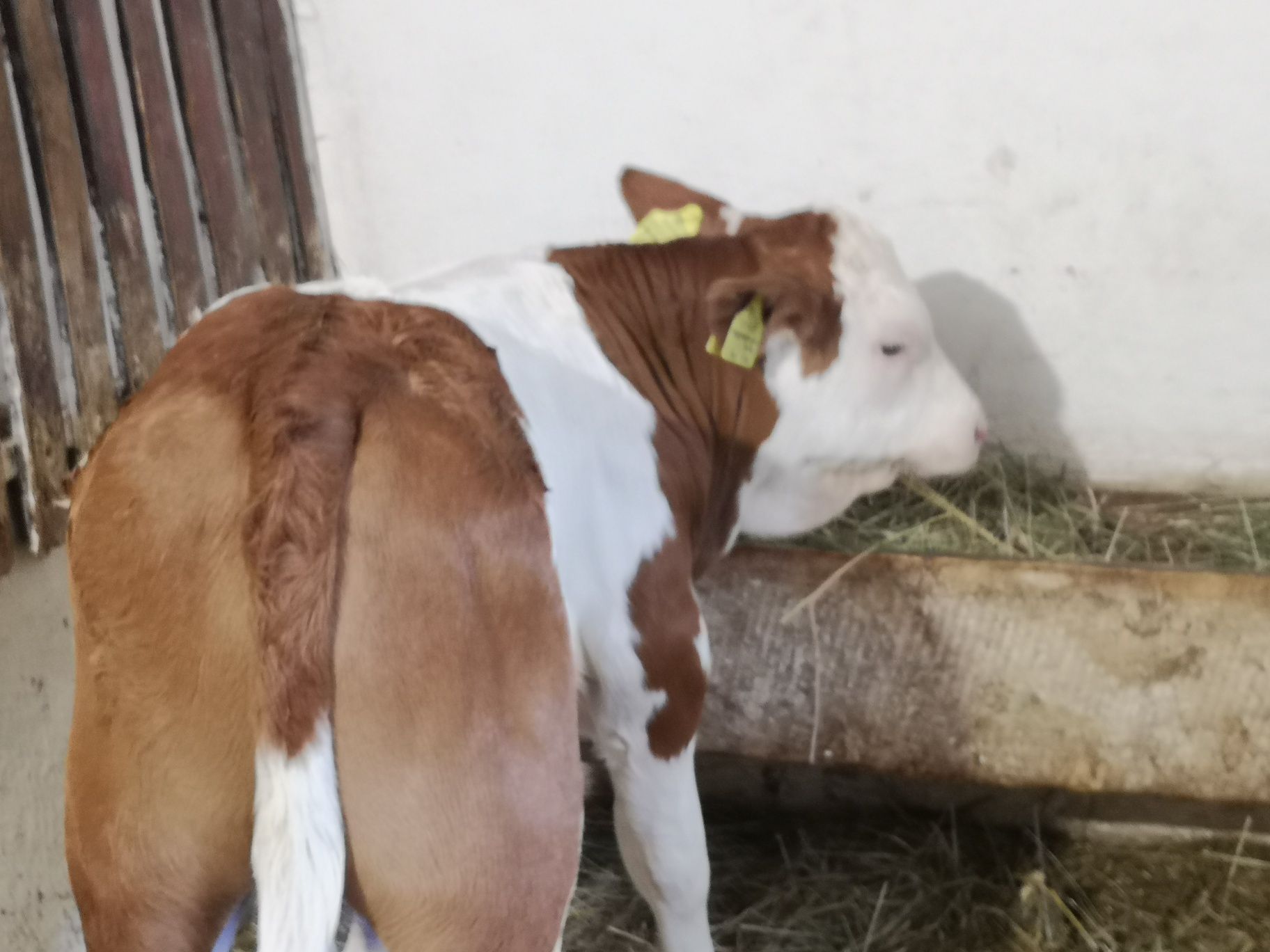 Cielęta byczek rasy SM Aktualny na stanie