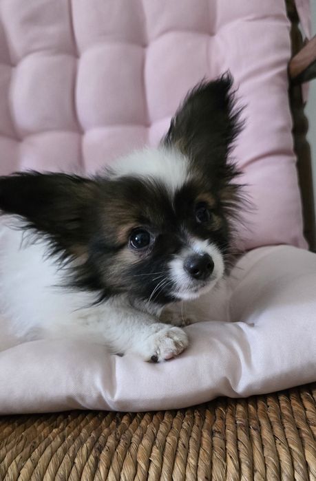 Papillon-Spaniel Kontynentalny Miniaturowy-śliczny piesek ZKwP/FCI