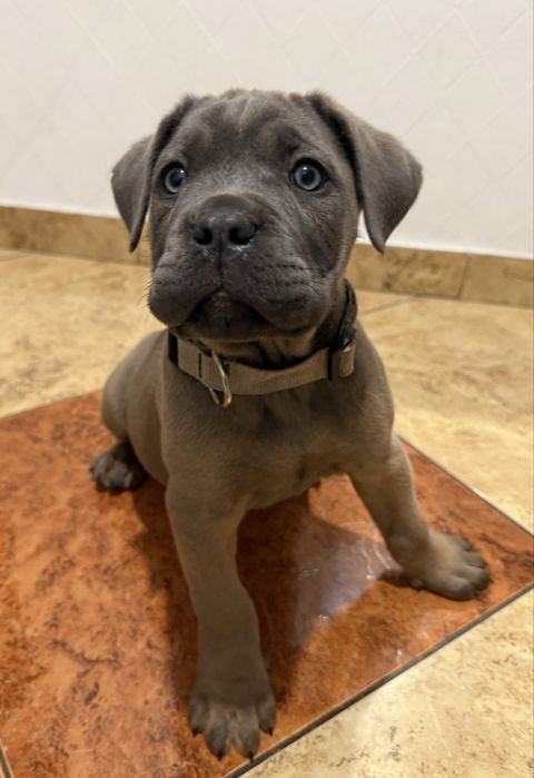 Suczka cane corso z rodowodem fermentino