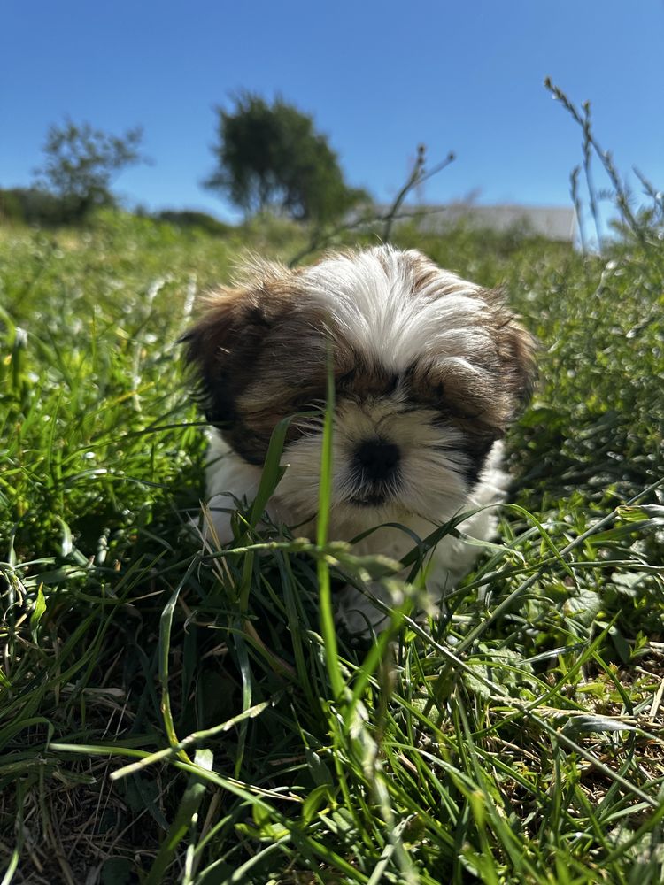 Shih tzu Piękny Piesek Gotowy do odbioru !