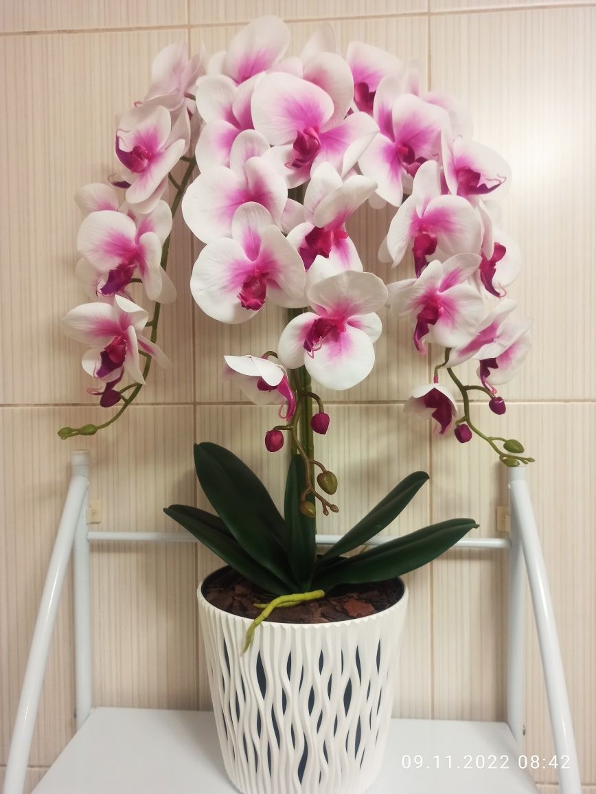 Красиві латексні орхідеї
