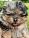 ZAREZERWOWANA Szpic Miniaturowy (Pomeranian) suczka black&tan MERLE