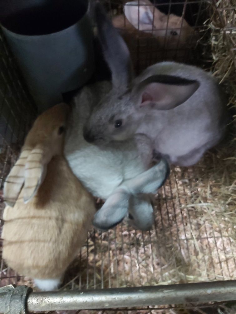 Coelhos caseiros