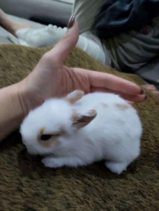 Coelho anao bebe