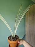 sansevieria aubrytiana metallica