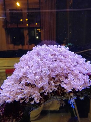 Koralowiec xenia pulsujaca