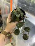 Philodendron micans