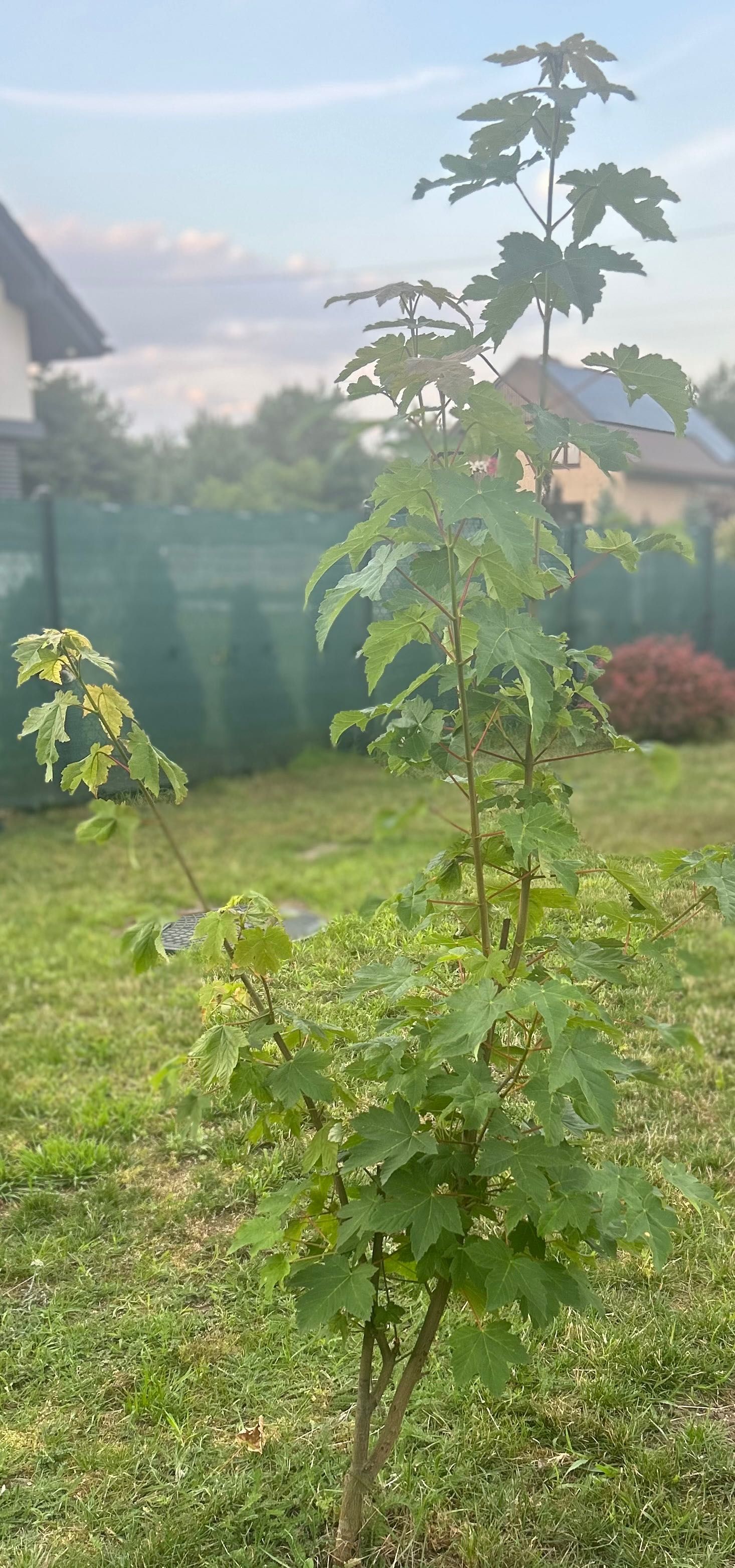Klon zwyczajny 160cm