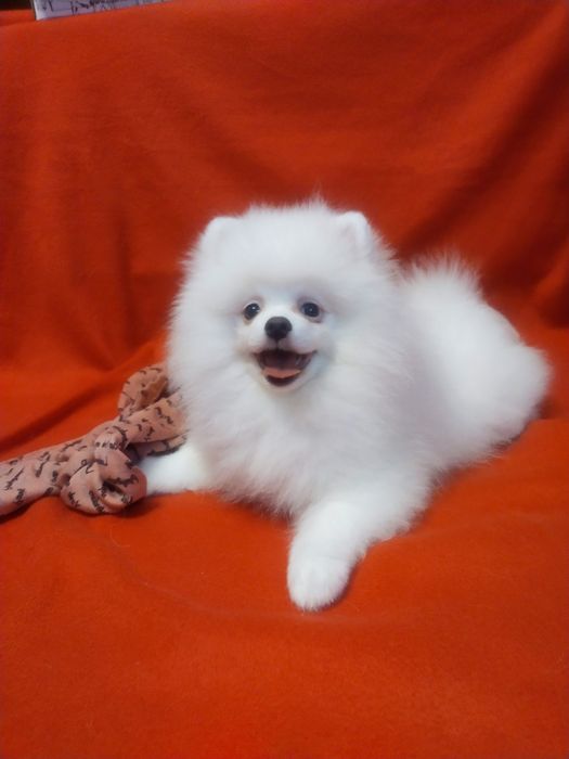 Позитивный щенок