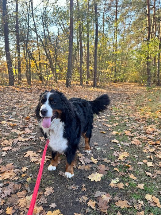 Pasterski pies berneński suczka Fibi