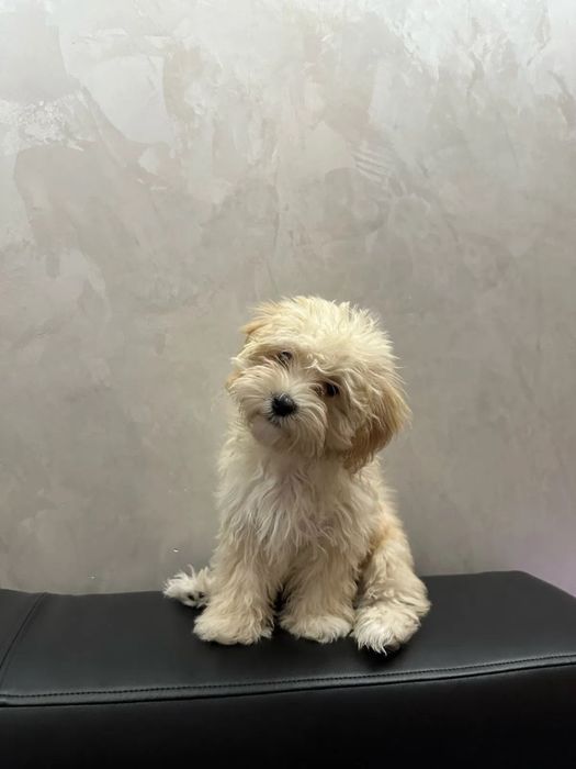 ‼️Exclusive‼️Мальтипу белый от титулованных родителей maltipoo f1
