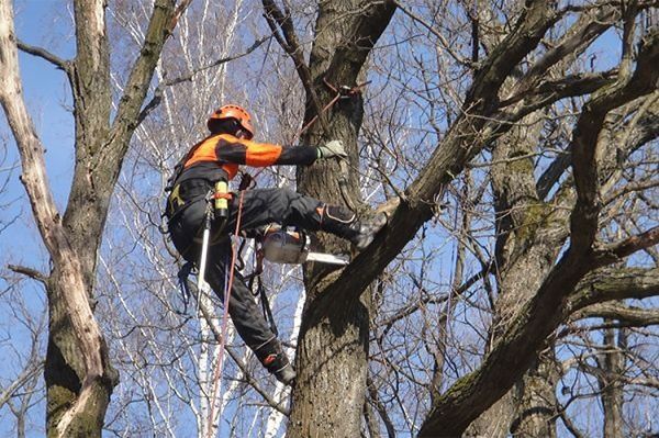 Спил деревьев любой сложности