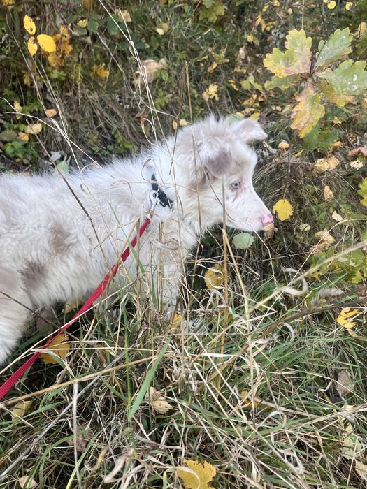 Border Collie suczka