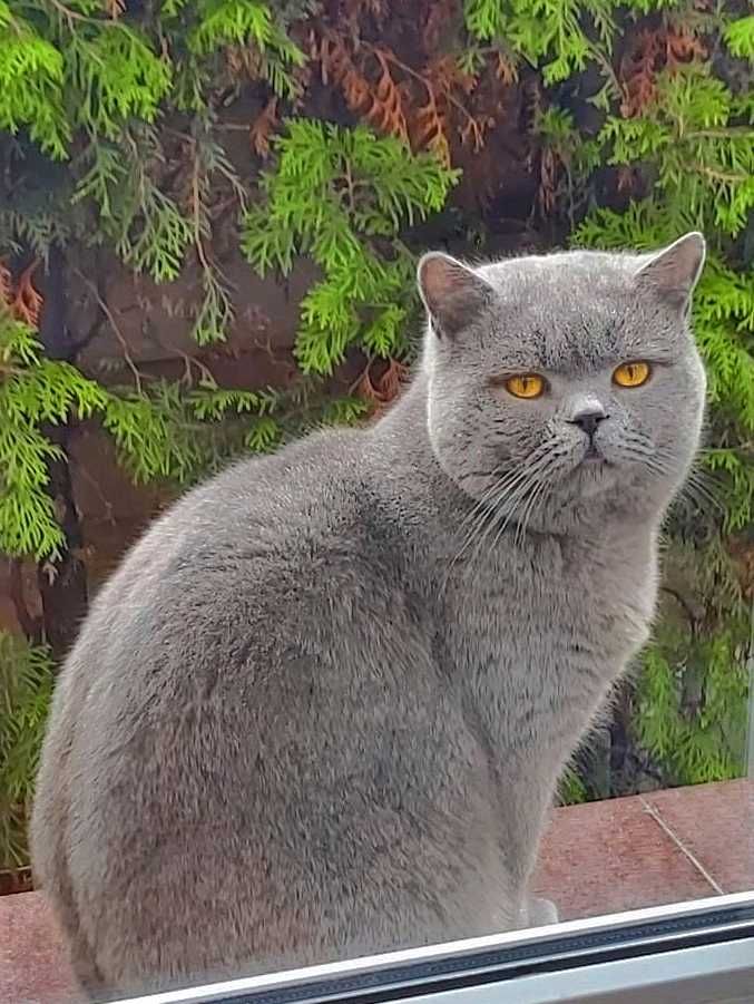 Kot, Kocur, Reproduktor Brytyjski Niebieski z Rodowodem - Krycie