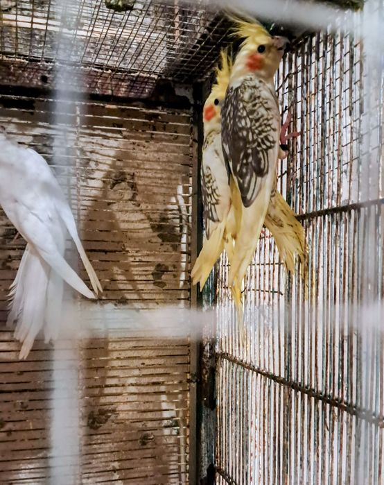 Caturras periquitos agaporni