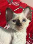Kotka Devon Rex FPL