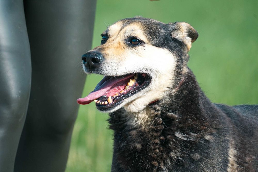 MIMEK - świetny psiak szuka domu