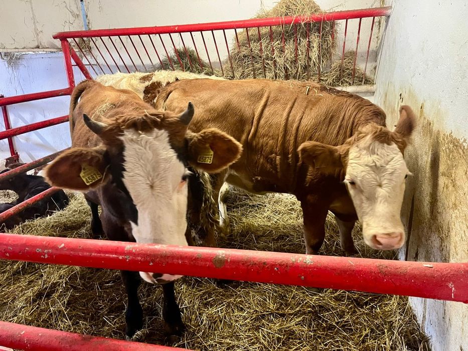4 jałówki 2 byki Biała strefa
