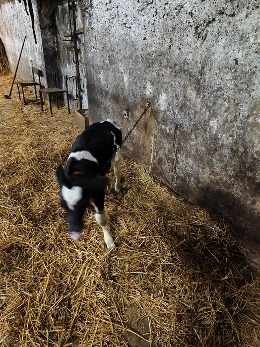 Jałoszka jałówka cieliczka cielaki