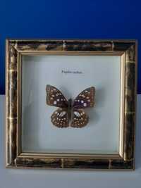 Сувенір, колекційний метелик, бабочка, Papilio xuthus.