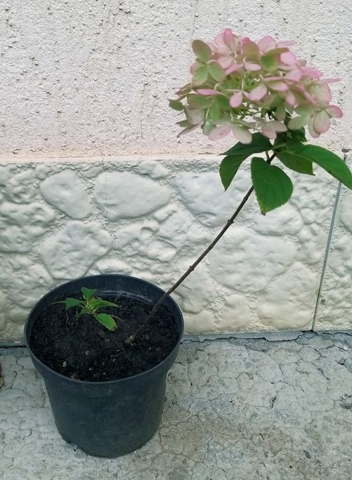 Гортензія волотиста (метельчатая), 6 сортів