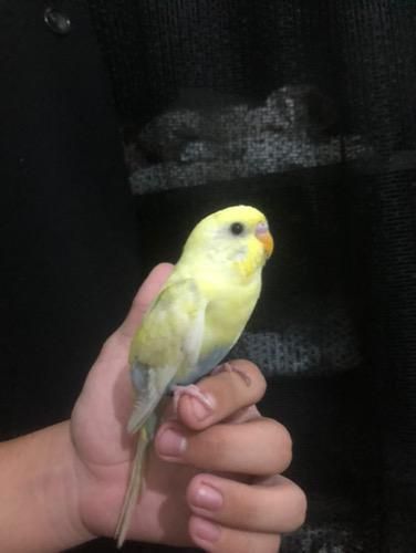 Periquito criado a mão