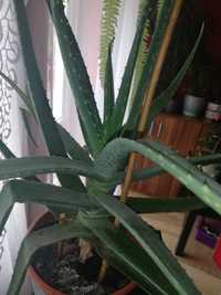 Aloes leczniczy aloe Vera bardzo duży