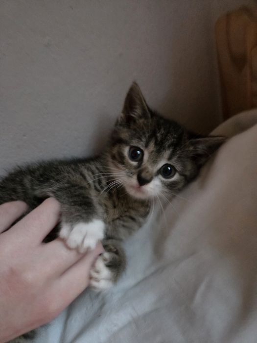 Kocięta do adopcji