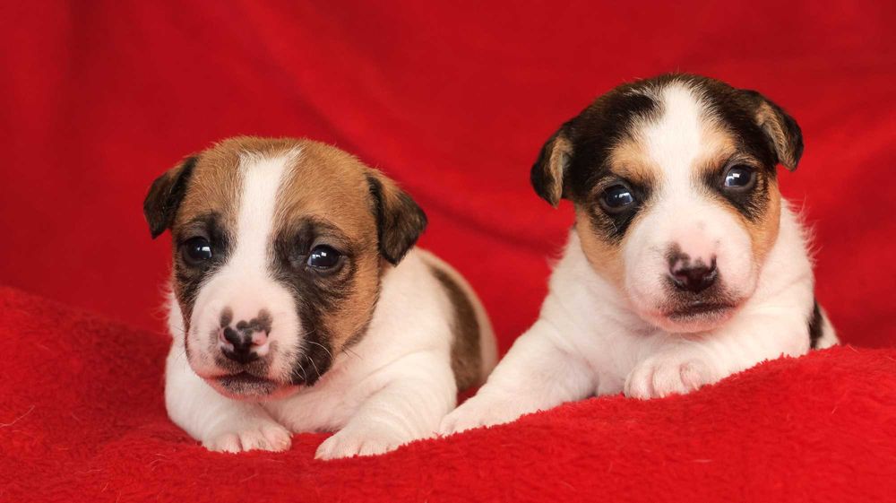 Piesek Jack Russell Terrier z hodowli "BREFIO"/badania genet.