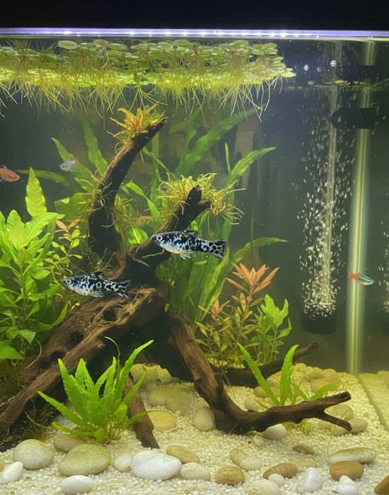 Casal  peixe de  moly