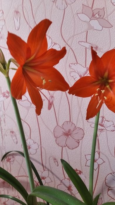 Гиппеаструм комнатный