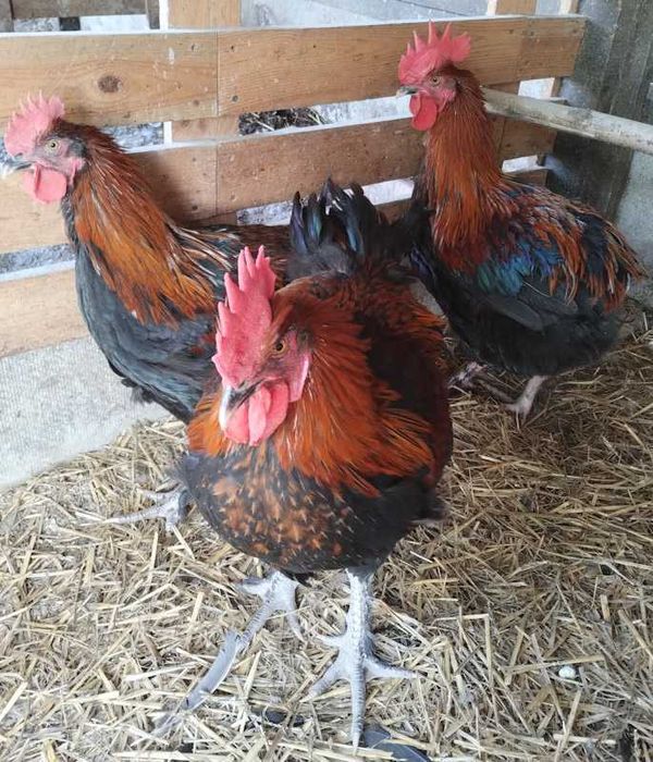 Пропонуємо півників породи маран чорномідні.