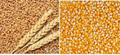 Кукуруза, пшеница, макуха