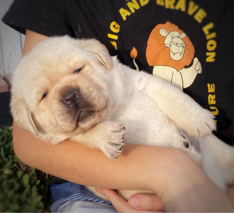 Лабрадор ретрівер. Вільна дівчинка та хлопчик.