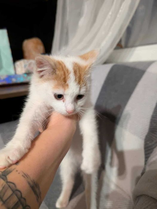 Nelly kocie maleństwo do adopcji