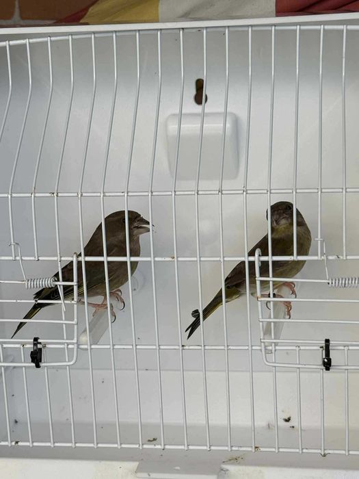 Trio Verdelhões e duas fêmeas deste ano