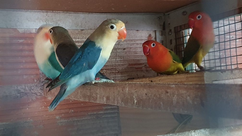 Agapornis fischers para cedência.