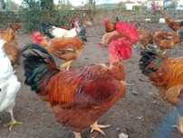Vendo Galos caseiros