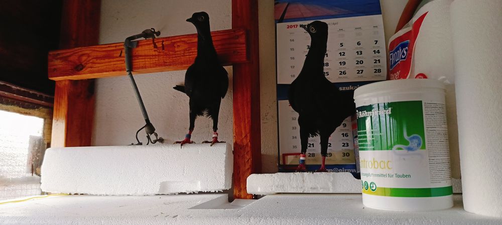 Sprzedam Wiedeńskie z roku 2025 /2024.