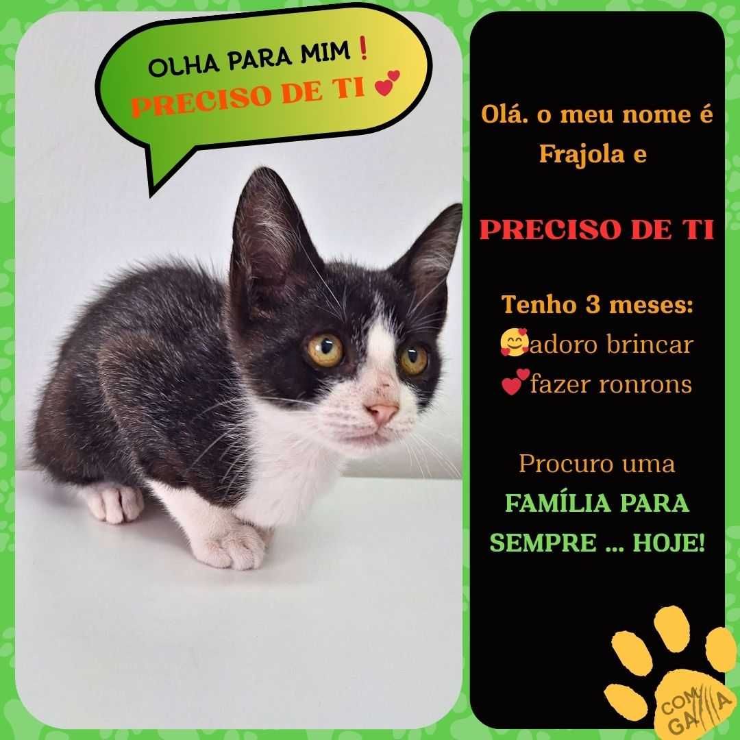 Gatinhos para adoção